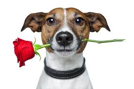 dog with rose