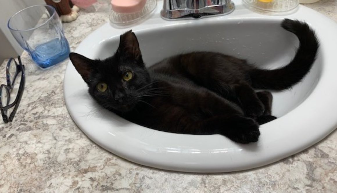 Peter in the Sink-March 19 2020