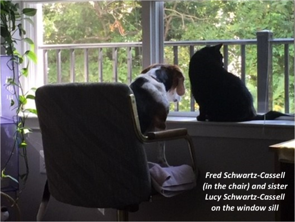 Lucy and Fred watching Pet TV 2 Lucy and Fred watching Pet TV 2