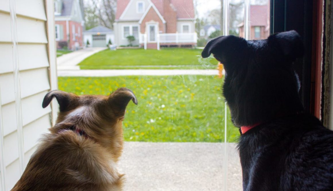 Dogs Circling-Photo by Reagan Freeman on Unsplash